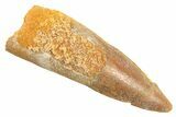 Fossil Spinosaurus Tooth - Real Dinosaur Tooth #297334-1